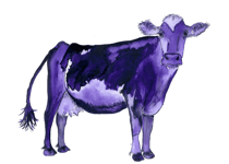 cow cow